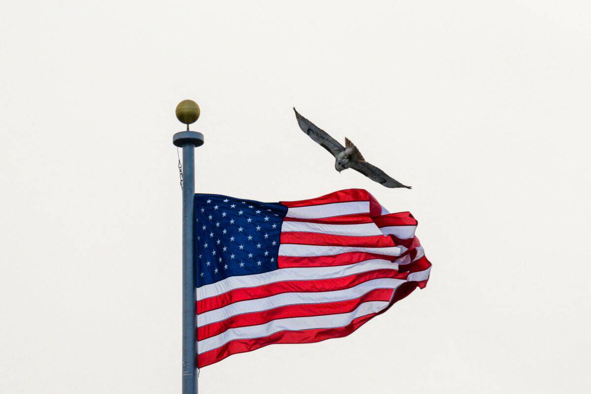 Politics tamfitronics A hawk flies shut to a US flag 