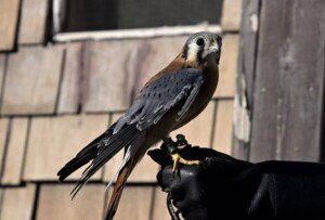 Journalist Talks Distribution of Opioid Funds — And the Corporations Angling for a Share