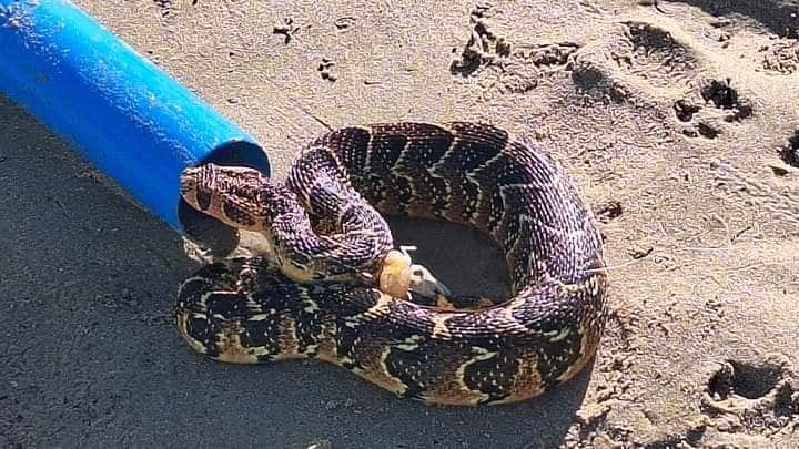 Top Stories Tamfitronics The puff adder  reeled in from the river by an unsuspecting fisherman.  (Equipped)