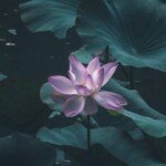 cell phone deals | Samsung Galaxy S20 FE 5G (128GB, 6GB) 6.5" AMOLED, Snapdragon 865, IP68 Water Resistant, 5G Volte Fully Unlocked (T-Mobile, Verizon, Sprint, AT&T) G781U (Cloud Navy)(Renewed)