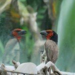 consumer cellular phones | Consumer Behavior