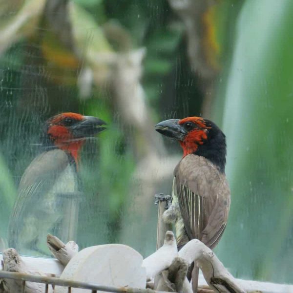 consumer cellular phones | Consumer Behavior