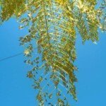 is udemy good | Passive income W/ Udemy- Online Course Creation (Unofficial)