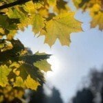 myntra online shopping | 3/4 Sleeve Shirts for Women Plain Crew Neck Blouse Tops Slim Fit Lightweight Outfits Clothing Casual Going Out Tshirt