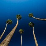 udemy global discount | Udemy Expert - Five Udemy Courses in One - Unofficial