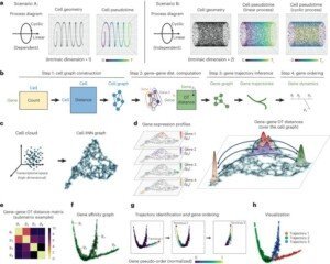 Gene trajectory inference for single-cell records by optimum transport metrics