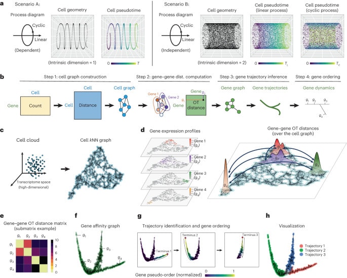 Gene trajectory inference for single-cell records by optimum transport metrics