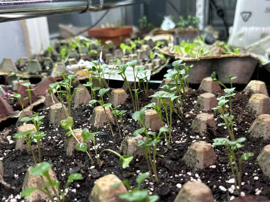 Unique York Catholic Workers bring new growth with rooftop garden