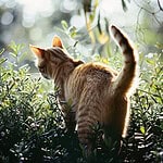 New Evaluate Explains Why Sprayed Cat Urine Emits Pungent Odor