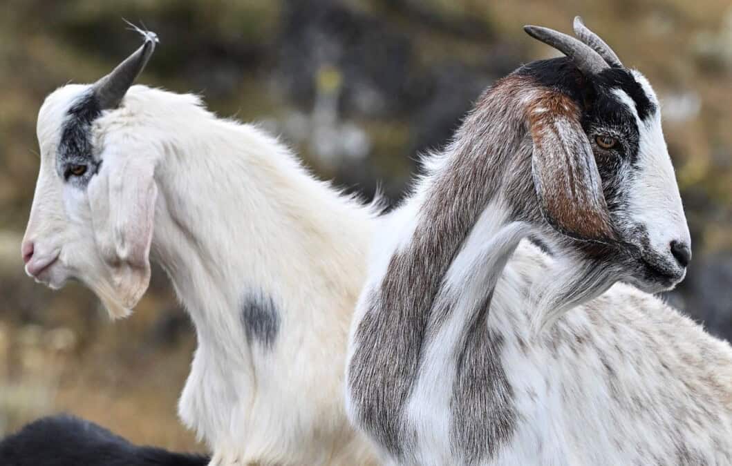 Interior Italy: The restoration fund mystery, rehoming goats and controversy over crisps