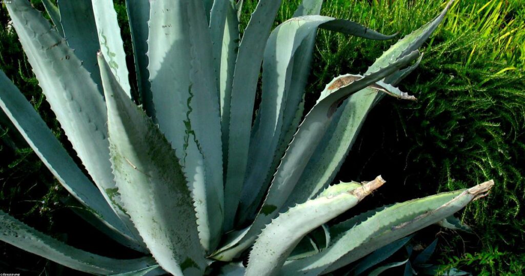 agave plant maintenance | How to care for an agave plant and help it grow huge!