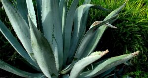 agave plant maintenance | How to care for an agave plant and help it grow huge!