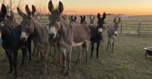 Beauty of the Burros