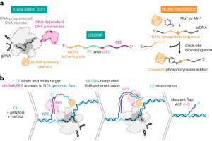Precise and versatile genome editing with click editors