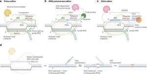 Genome editing with DNA-dependent polymerases
