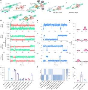 Bacteriophage λ exonuclease and a 5′-phosphorylated DNA guide allow PAM-independent targeting of double-stranded nucleic acids