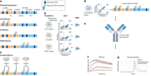 AIntibody: an experimentally validated in silico antibody discovery design challenge