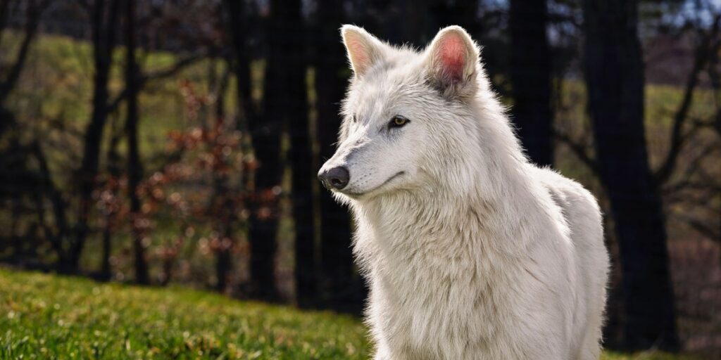 The Download: a “dire wolf” revival, and safeguarding AI companions