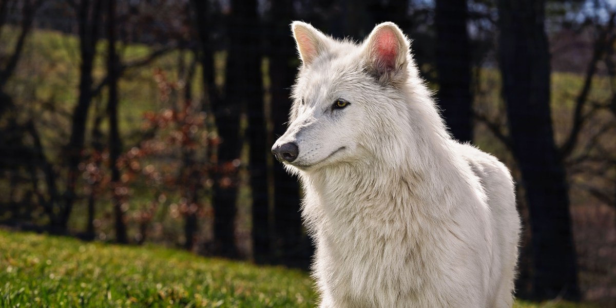 The Download: a “dire wolf” revival, and safeguarding AI companions