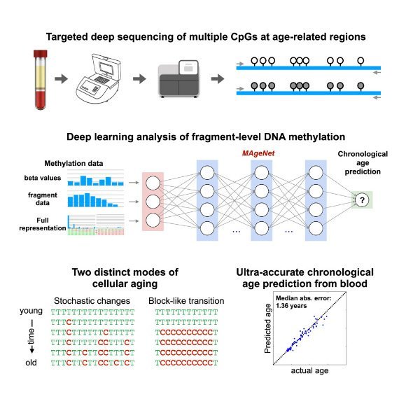 Accurate Age Predictions are Possible Using as Few as 50 DNA Molecules: Study