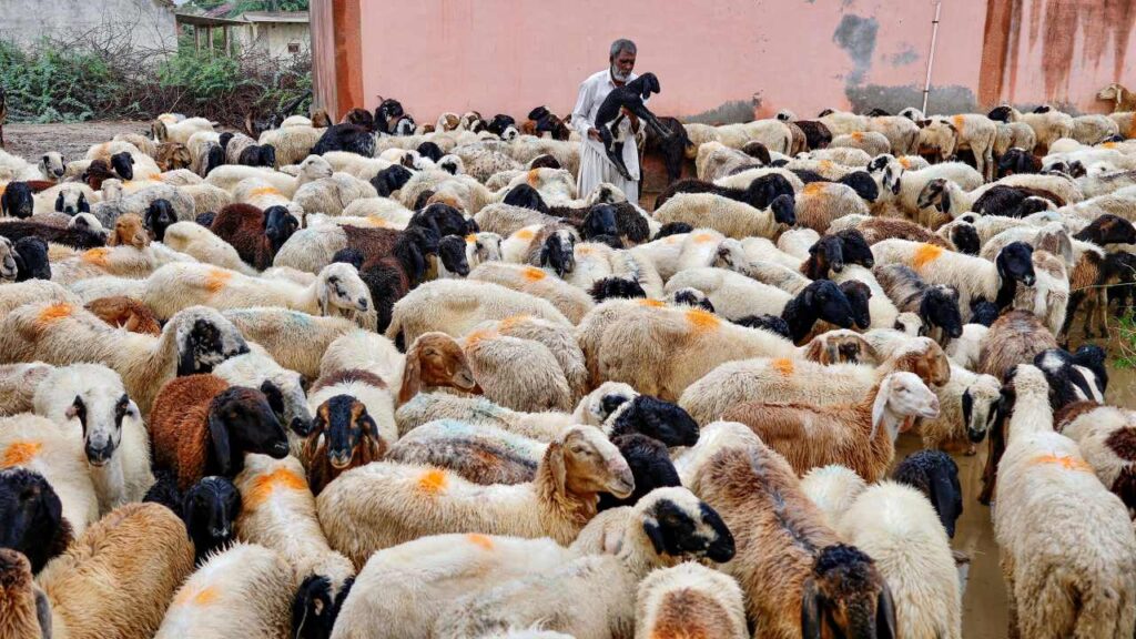 ED raids multiple locations in Hyderabad in sheep rearing scam worth over ₹1,000 crore