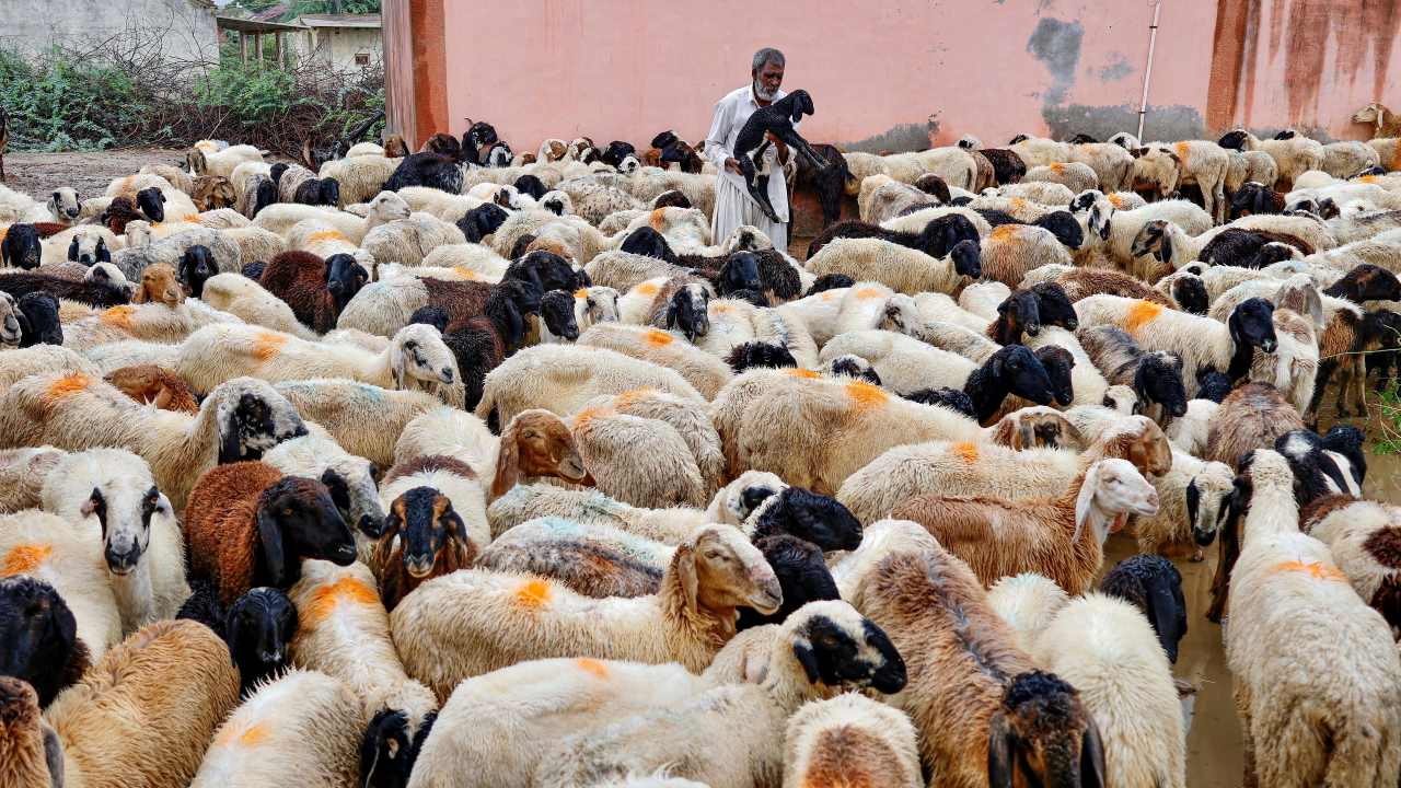 ED raids multiple locations in Hyderabad in sheep rearing scam worth over ₹1,000 crore