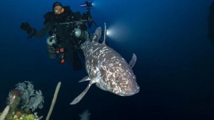 Scientists Capture Rare Images of Indonesian Coelacanth