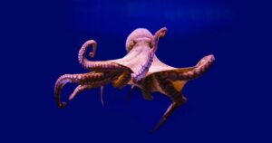 10 Animal Adaptations Revolutionizing Human Technology