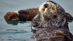 6 fun photos to celebrate Sea Otter Awareness week