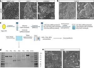 Derivation of embryonic stem cells across avian species