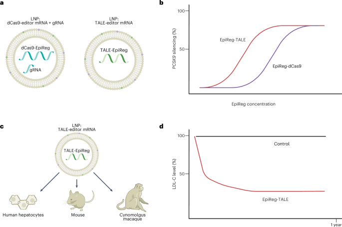 Durable epigenetic silencing with a TALE-based editor