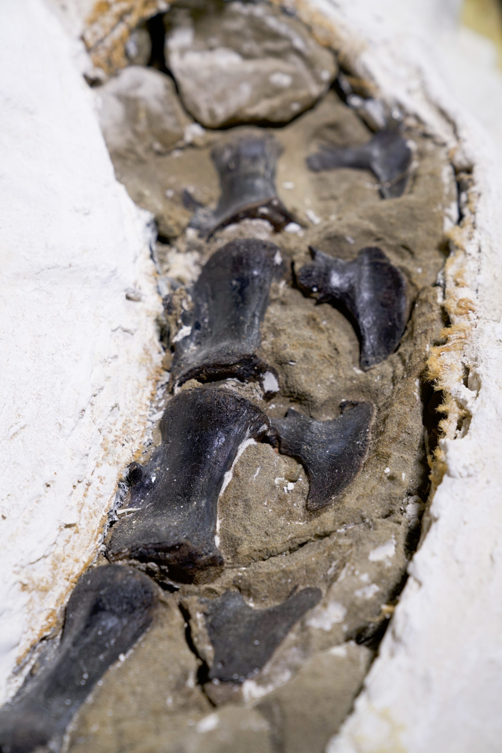 Nanotyrannus is Distinct Dinosaur Lineage, New Research Shows