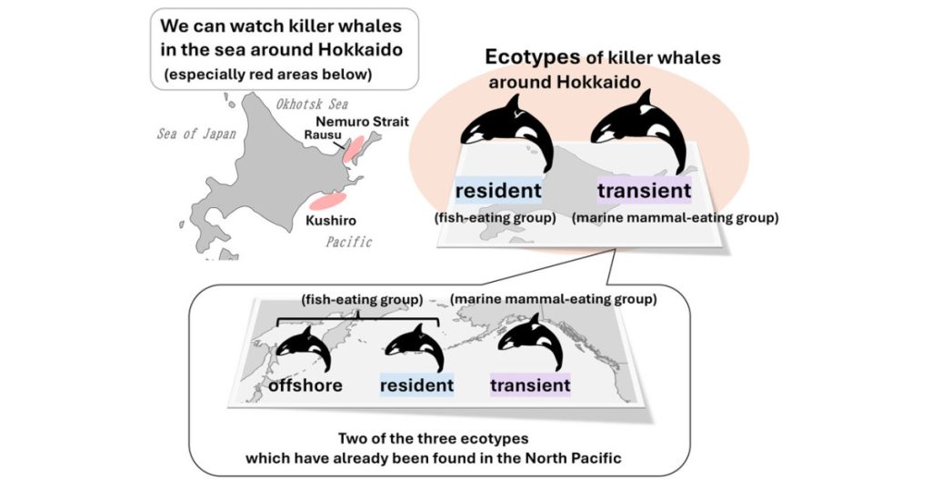 Killer Whale Communities Near Hokkaido | Mirage News
