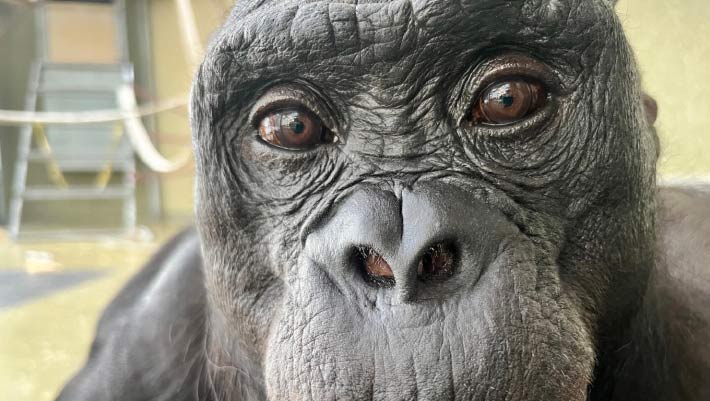 Bonobos Demonstrate Imaginative Ability in New Experiments