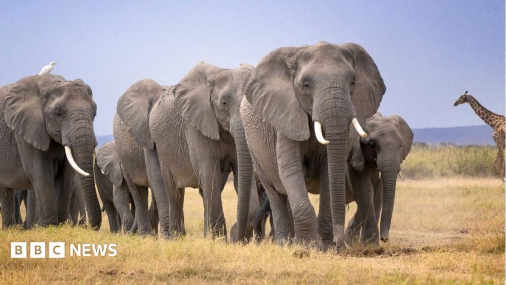 Investigation Underway into the Mysterious Deaths of 14 Elephants Near Kenya’s Amboseli National Park