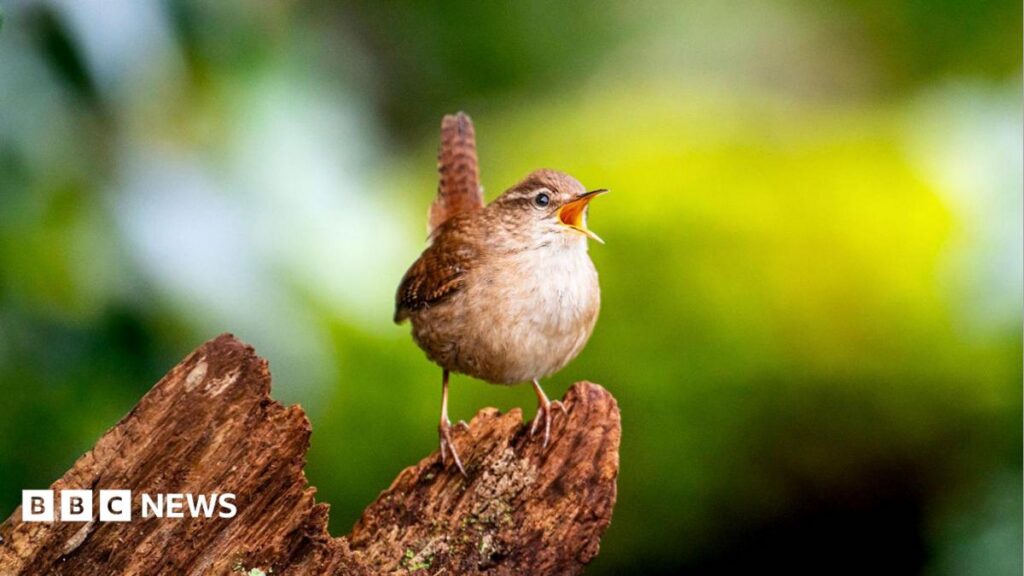 Decoding the Diversity of Birdsong: Scientists Identify Eight Fundamental Sound Motifs