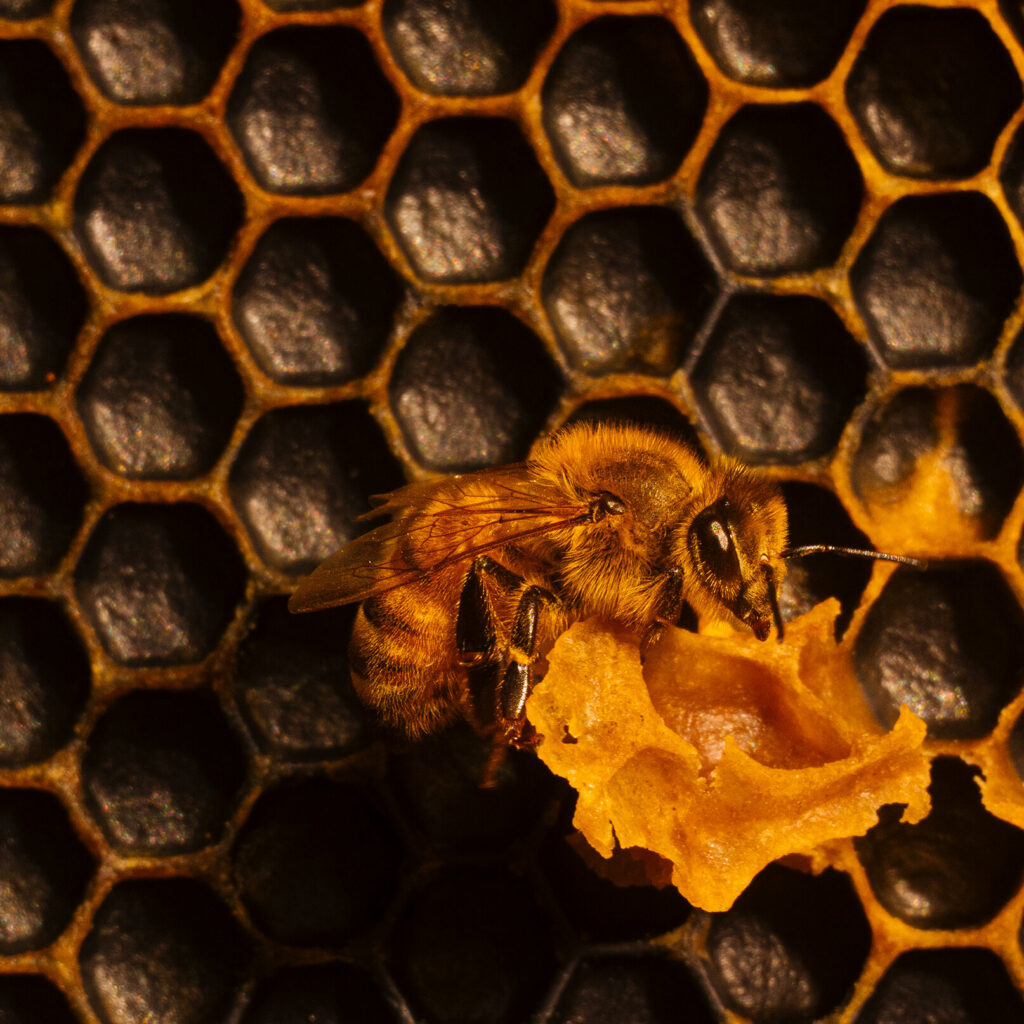 The Rise of the Bee Vet: Protecting Honeybees Through Veterinary Science