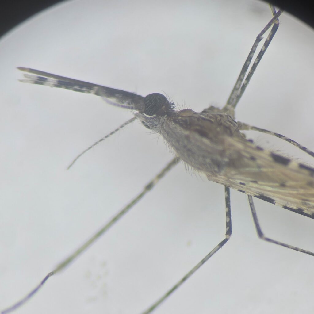 The Rapid Spread of a Resistant Malaria Mosquito Threatening Africa’s Urban Centers
