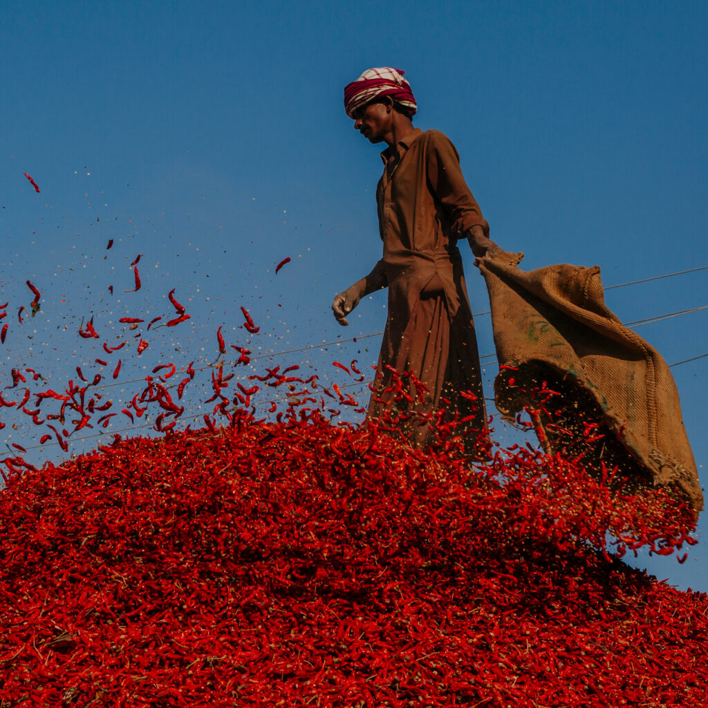 Facing the Heat: How Climate Change Threatens Pakistan’s Red Chile Capital