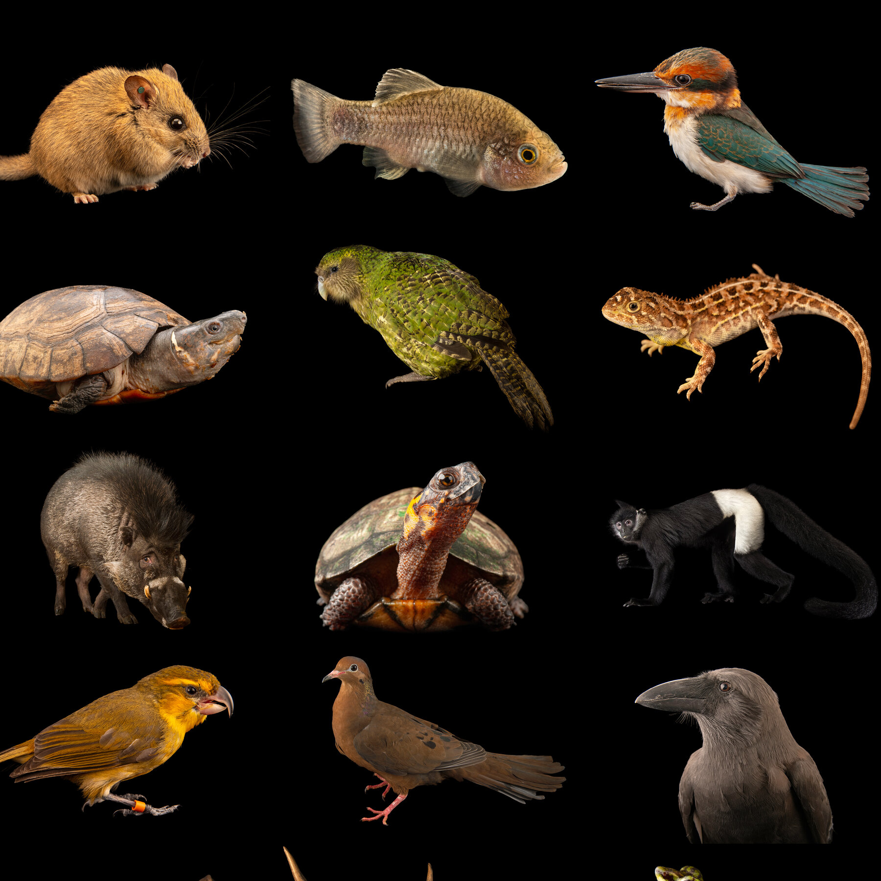 Phoenix Species Project Launches $200 Million Fund to Rescue Endangered Wildlife