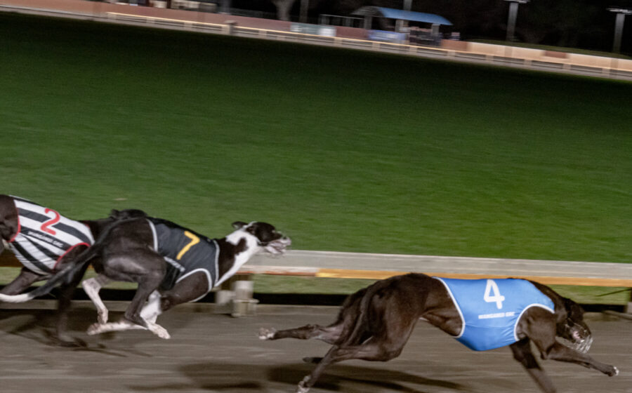 New Zealand Ends Greyhound Racing: Navigating the Transition and Its Impact