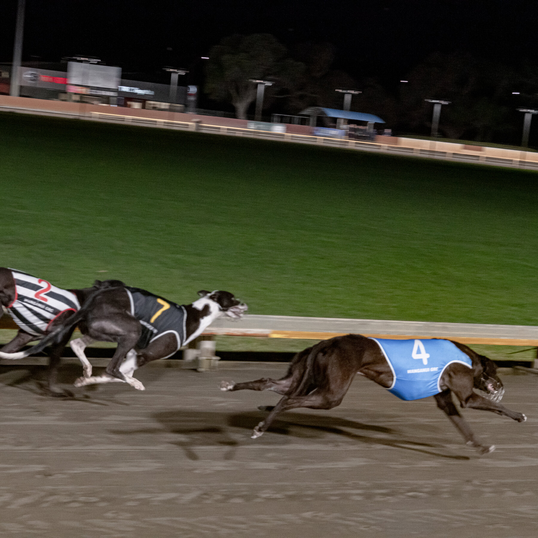 New Zealand Ends Greyhound Racing: Navigating the Transition and Its Impact