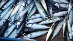 The Rise of 'Skimpflation' in Seafood: How Jack Mackerel Is Changing the UK and Global Fish Markets